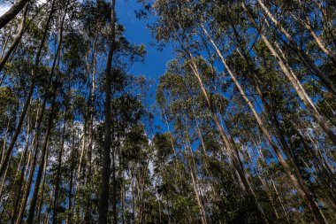 Brezilya 'da bir çiftlikte okaliptüs ekilmiş bir orman