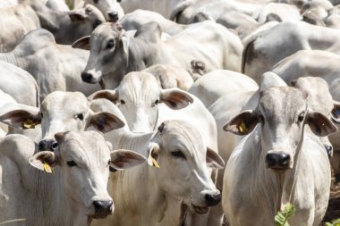 Herd of Nelore cattle grazing in a pasture on the brazilian ranch clipart