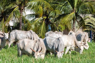 Nelore sığır sürüsü Brezilya çiftliğindeki bir çayırda otluyor.