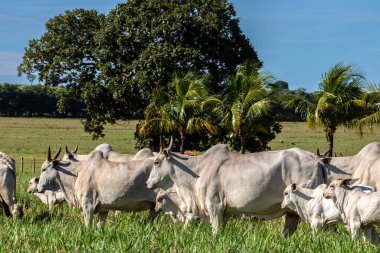 Nelore sığır sürüsü Brezilya çiftliğindeki bir çayırda otluyor.