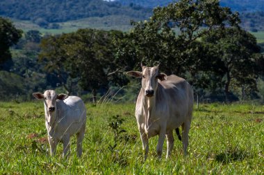 Nelore sığır sürüsü Brezilya çiftliğindeki bir çayırda otluyor.