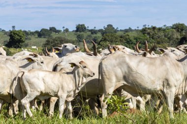 Nelore sığır sürüsü Brezilya çiftliğindeki bir çayırda otluyor.