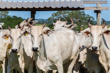 Nelore sığır sürüsü Brezilya çiftliğindeki bir çayırda otluyor.