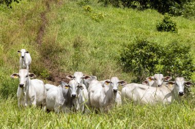 Nelore sığır sürüsü Brezilya çiftliğindeki bir çayırda otluyor.