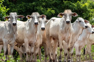 Nelore sığır sürüsü Brezilya çiftliğindeki bir çayırda otluyor.