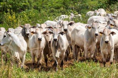 Nelore sığır sürüsü Brezilya çiftliğindeki bir çayırda otluyor.