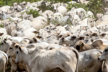 Nelore sığır sürüsü Brezilya çiftliğindeki bir çayırda otluyor.