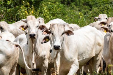 Nelore sığır sürüsü Brezilya çiftliğindeki bir çayırda otluyor.