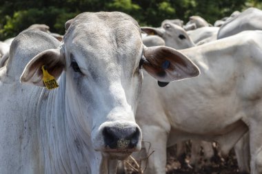 Nelore sığır sürüsü Brezilya çiftliğindeki bir çayırda otluyor.