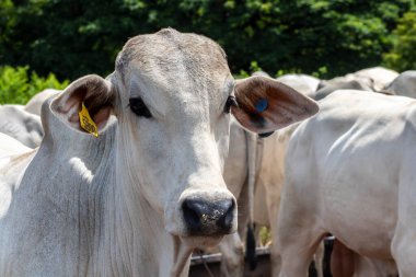 Nelore sığır sürüsü Brezilya çiftliğindeki bir çayırda otluyor.