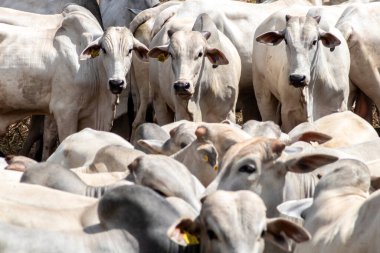 Nelore sığır sürüsü Brezilya çiftliğindeki bir çayırda otluyor.
