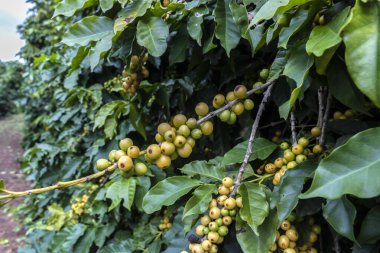 Brezilya 'da kahve ağacında kahve çekirdekleri