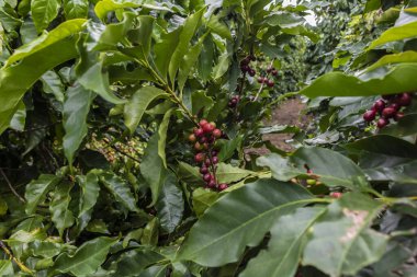 Brezilya 'da kahve ağacında kahve çekirdekleri