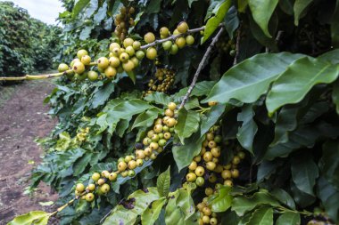 Brezilya 'da kahve ağacında kahve çekirdekleri