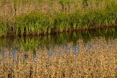 Brezilya 'da bir çiftlikteki su akıntısı ile ayrılmış bir tarladaki soya fasulyesi çiftliği.