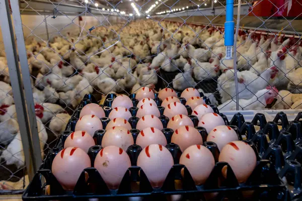 stock image selection of eggs on a broiler farm, with the animals in the background, in Brazil