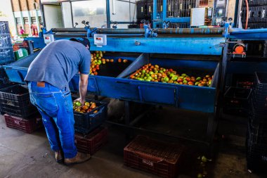 Marilia, SP, Brezilya, 18 Mayıs 2023. Ceagesp deposu, Sao Paulo deposu ve Marilia şehrindeki depolama merkezinde domateslerin seçilmesi ve ayrılması