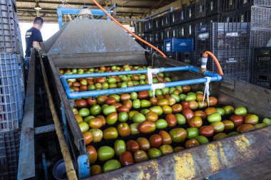 Marilia, SP, Brezilya, 18 Mayıs 2023. Ceagesp deposu, Sao Paulo deposu ve Marilia şehrindeki depolama merkezinde domateslerin seçilmesi ve ayrılması