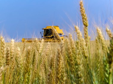 Parana, Brezilya, 20 Eylül 2007. New Holland, Parana eyaletindeki bir çiftlikte buğday hasadını birleştirdi.