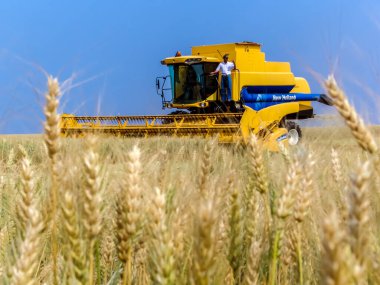 Parana, Brezilya, 20 Eylül 2007. New Holland, Parana eyaletindeki bir çiftlikte buğday hasadını birleştirdi.