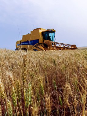 Parana, Brezilya, 20 Eylül 2007. New Holland, Parana eyaletindeki bir çiftlikte buğday hasadını birleştirdi.