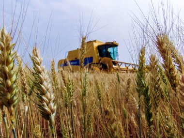 Parana, Brezilya, 20 Eylül 2007. New Holland, Parana eyaletindeki bir çiftlikte buğday hasadını birleştirdi.