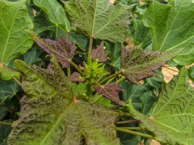 Kuzeydoğu Brezilya 'daki Castor fasulye tarlası. Bu santral, kuzeydoğu yarı kurak bölgede petrol ve biyodizel üretimi için ekin ve gelir olarak uygulanabilir bir seçenektir..