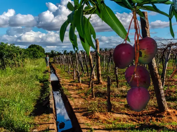 Petrolina, Pernambuco, Brezilya, 14 Temmuz 2006. Petrolina, Pernambuco Eyaleti 'ndeki Sao Francisco Nehri Vadisi' nin sulama tarımında üzüm bağındaki ve Mango bahçesindeki çiftçi.