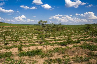 Atlantik ormanlarının yeniden ağaçlandırma alanı etanol ve şeker üreten bir fabrikanın şeker kamışı çiftliğinde.