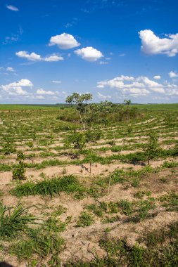 Etanol ve şeker üreten bir fabrikanın şeker kamışı çiftliğindeki Atlantik Ormanı rezervlerinin yeniden ağaçlandırılması
