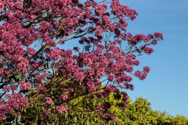 Brezilya 'da bilimsel adı Handroanthus heptaphyllus olan pembe bir Ipe. Güzel Pembe Trompet Ağacı 'nın yakınında, Tabebuia Rosea tomurcuklanıyor.