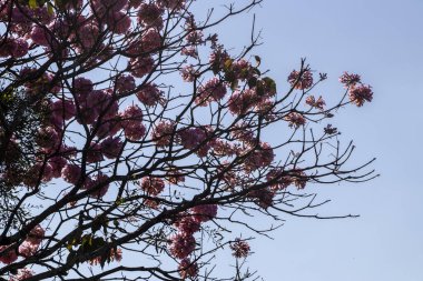 Brezilya 'da bilimsel adı Handroanthus heptaphyllus olan pembe bir Ipe. Güzel Pembe Trompet Ağacı 'nın yakınında, Tabebuia Rosea tomurcuklanıyor.