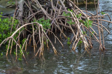 Brezilya 'da deniz kenarındaki Mangrove ağaçları