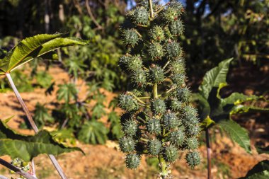 Brezilya 'da tarlaya Hint fasulyesi ekilir. Komunis tohumları ve çiçekleri seçici bir odak noktası vardır.