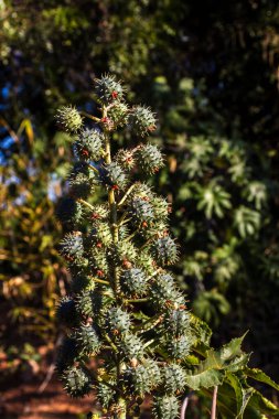 Brezilya 'da tarlaya Hint fasulyesi ekilir. Komunis tohumları ve çiçekleri seçici bir odak noktası vardır.