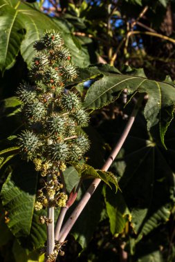 Brezilya 'da tarlaya Hint fasulyesi ekilir. Komunis tohumları ve çiçekleri seçici bir odak noktası vardır.