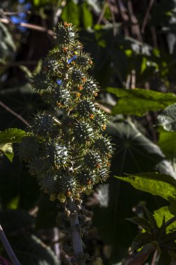 Brezilya 'da tarlaya Hint fasulyesi ekilir. Komunis tohumları ve çiçekleri seçici bir odak noktası vardır.