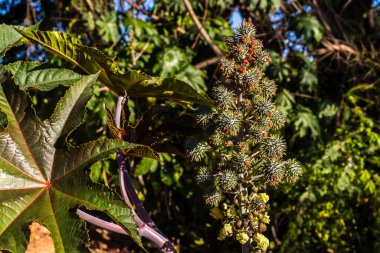 Brezilya 'da tarlaya Hint fasulyesi ekilir. Komunis tohumları ve çiçekleri seçici bir odak noktası vardır.