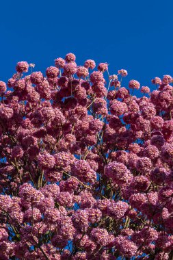 Brezilya 'da bilimsel adı Handroanthus heptaphyllus olan pembe bir Ipe. Güzel Pembe Trompet Ağacı 'nın yakınında, Tabebuia Rosea tomurcuklanıyor.