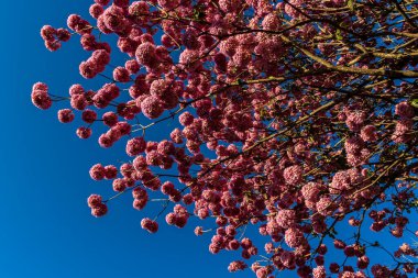 Brezilya 'da bilimsel adı Handroanthus heptaphyllus olan pembe bir Ipe. Güzel Pembe Trompet Ağacı 'nın yakınında, Tabebuia Rosea tomurcuklanıyor.