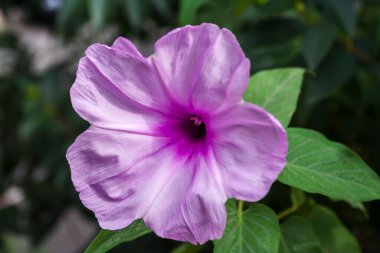 Ipomoea Carnea çiçeği Brezilya 'da işlek bir caddenin yanındaki bahçede.