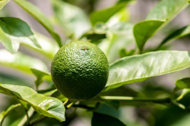 Brezilya 'da bir aile çiftliğindeki ağaçta yeşil limon. Yeşil turunçgillere yakın plan, doğal arka plan. Doğa konsepti