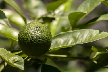 Green limes on a tree on a family farm in Brazil. Close-up of green citrus fruit, natural background. Nature concept clipart