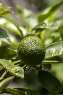 Brezilya 'da bir aile çiftliğindeki ağaçta yeşil limon. Yeşil turunçgillere yakın plan, doğal arka plan. Doğa konsepti