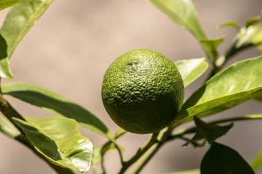 Brezilya 'da bir aile çiftliğindeki ağaçta yeşil limon. Yeşil turunçgillere yakın plan, doğal arka plan. Doğa konsepti