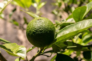 Brezilya 'da bir aile çiftliğindeki ağaçta yeşil limon. Yeşil turunçgillere yakın plan, doğal arka plan. Doğa konsepti