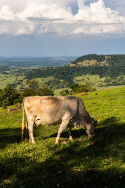 Zebu Nellore ineği Brezilya 'da bir sığır çiftliğinin çayır bölgesinde.