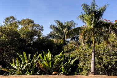 Muz ekimi ve imparatorluk palmiyesi Brezilya 'daki tarım ormanları sisteminin bir arazisine dikilmiş.