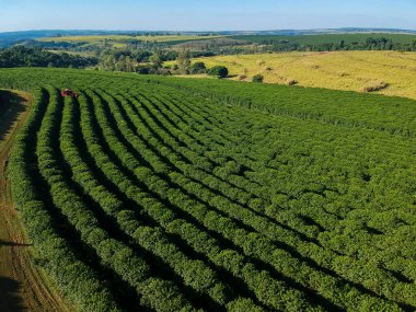 Brezilya 'daki mekanize kahve hasadının havadan görüntüsü.
