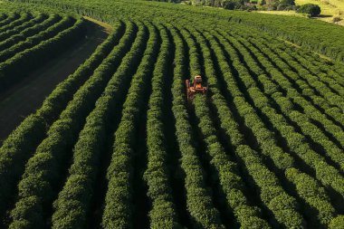 Brezilya 'daki mekanize kahve hasadının havadan görüntüsü.